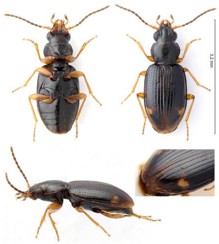 Réf. 345 914 : Bembidion assimile
